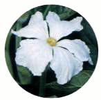 町の花「ゆうがお」 町の花「ゆうがお」