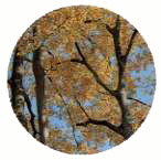 町の木「えのき」 町の木「えのき」