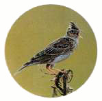 町の鳥「ひばり」 町の鳥「ひばり」